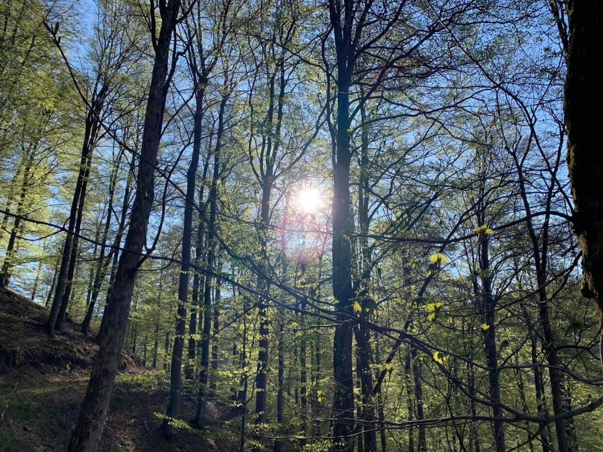 Forest View Apartments In Winterberg Sauerland Medebach Luaran gambar